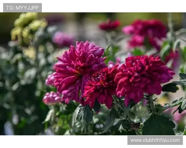 华体会真人游戏：体验最真实的线上娱乐盛宴，尽享多样化的游戏玩法与高额奖金